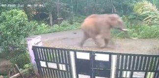 ആനശല്യം ജനവാസ മേഖലകളില് പകല് സമയത്തും വ്യാപകമാവുന്നു