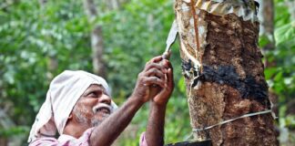 റബർ കർഷകർക്ക് ഇത് സന്തോഷ വാർത്ത , താങ്ങുവില വർദ്ധനവ് പ്രഖ്യാപിച്ച് സംസ്ഥാന ബജറ്റ്