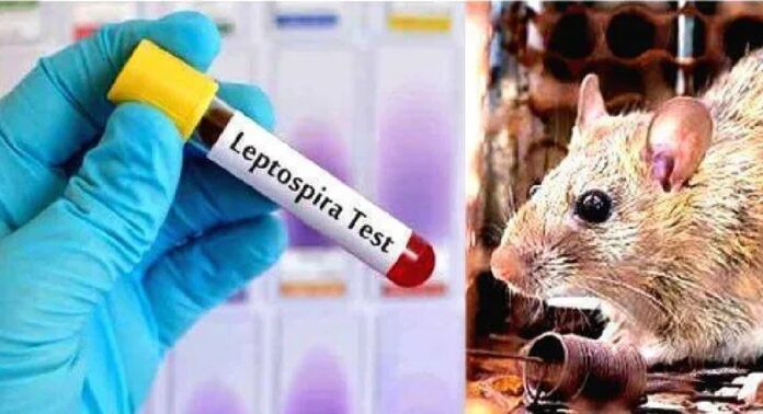 കൊല്ലത്ത് വീണ്ടും എലിപ്പനി മരണം ; ജില്ലയില് വിവിധ ആശുപത്രികളിലായി 7 പേര് ചികിത്സയില് കൊല്ലത്ത് വീണ്ടും എലിപ്പനി മരണം ; ജില്ലയില് വിവിധ ആശുപത്രികളിലായി 7 പേര് ചികിത്സയില്