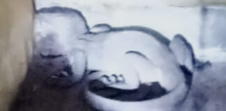 മാത്യുകുട്ടി വേങ്ങമൂട്ടിൽ വീണ്ടും താരം : പാമ്പിന് പിന്നാലെ ഇത്തവണ കുടുങ്ങിയത് ഭീമൻ ഉടുമ്പ്!