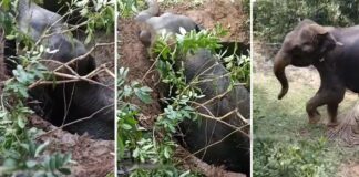 എടക്കരയിൽ തീറ്റ തേടി കാടിറങ്ങിയ ആന കൃഷിയിടത്തിലെ കിണറ്റിൽ വീണു