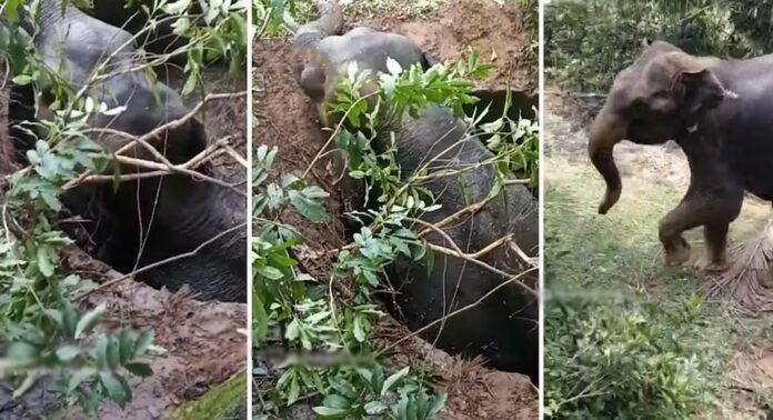 എടക്കരയിൽ തീറ്റ തേടി കാടിറങ്ങിയ ആന കൃഷിയിടത്തിലെ കിണറ്റിൽ വീണു എടക്കരയിൽ തീറ്റ തേടി കാടിറങ്ങിയ ആന കൃഷിയിടത്തിലെ കിണറ്റിൽ വീണു