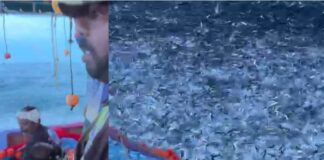 കായംകുളത്ത് മത്തി പ്രളയം