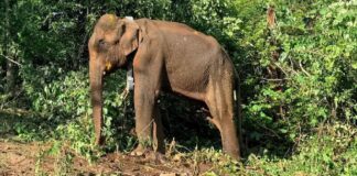 കോതമംഗലത്തെ ഭീതിയിലാഴ്ത്തിയ ‘ആന’ ഒടുവിൽ പിടിയിൽ