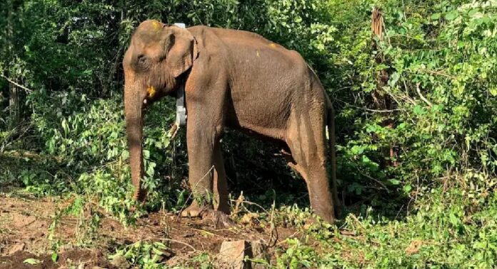 കോതമംഗലത്തെ ഭീതിയിലാഴ്ത്തിയ ‘ആന’ ഒടുവിൽ പിടിയിൽ കോതമംഗലത്തെ ഭീതിയിലാഴ്ത്തിയ ‘ആന’ ഒടുവിൽ പിടിയിൽ