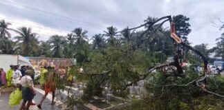 കോഴിക്കോട്ട് ശക്തമായ കാറ്റിൽ മരം പൊട്ടിവീണു ; സ്കൂട്ടർ യാത്രികന് ദാരുണാന്ത്യം
