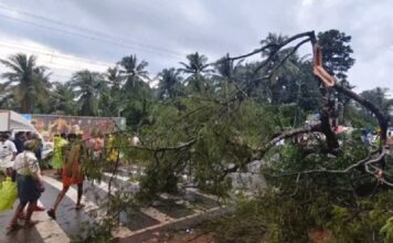 കോഴിക്കോട്ട് ശക്തമായ കാറ്റിൽ മരം പൊട്ടിവീണു ; സ്കൂട്ടർ യാത്രികന് ദാരുണാന്ത്യം