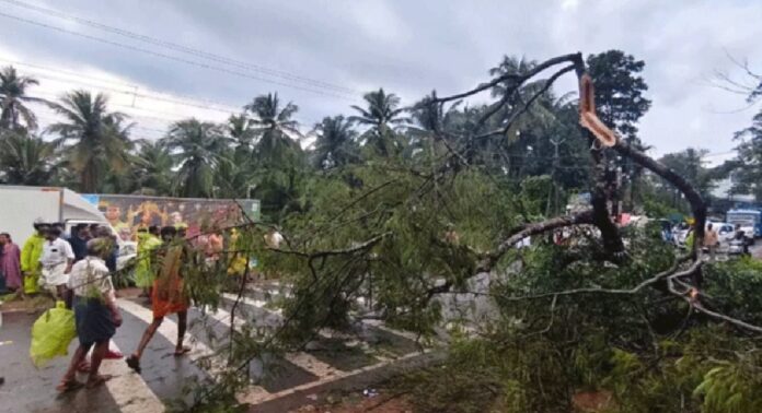 കോഴിക്കോട്ട് ശക്തമായ കാറ്റിൽ മരം പൊട്ടിവീണു ; സ്കൂട്ടർ യാത്രികന് ദാരുണാന്ത്യം കോഴിക്കോട്ട് ശക്തമായ കാറ്റിൽ മരം പൊട്ടിവീണു ; സ്കൂട്ടർ യാത്രികന് ദാരുണാന്ത്യം