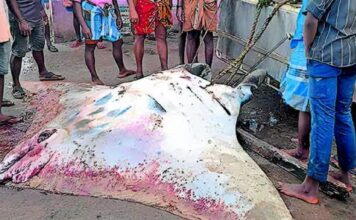 വിഴിഞ്ഞത്ത് 600 കിലോയുടെ കൂറ്റൻ തിരണ്ടി മത്സ്യം വലയിൽ