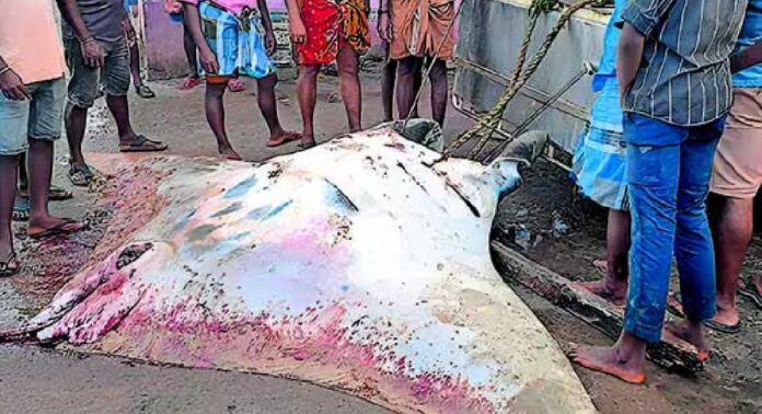 വിഴിഞ്ഞത്ത് 600 കിലോയുടെ കൂറ്റൻ തിരണ്ടി മത്സ്യം വലയിൽ വിഴിഞ്ഞത്ത് 600 കിലോയുടെ കൂറ്റൻ തിരണ്ടി മത്സ്യം വലയിൽ