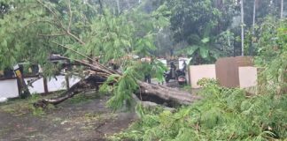കനത്ത മഴയിൽ മരം കടപുഴകി വീണ് അപകടം ; മരത്തിനിടയിൽ പെട്ട സ്കൂട്ടർ യാത്രികന് ദാരുണാന്ത്യം