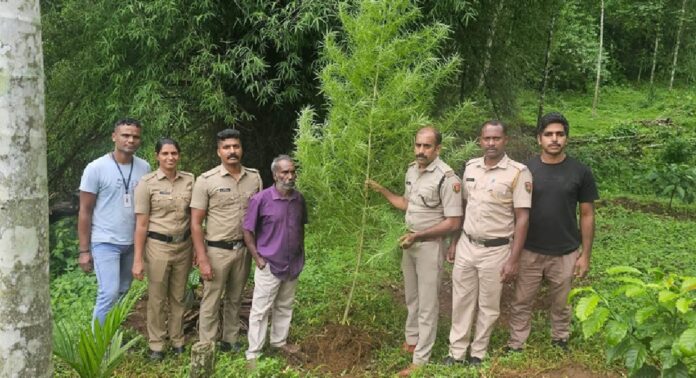 മൂന്നര മീറ്റർ ഉയരമുള്ള കഞ്ചാവ് ചെടി പിടികൂടി മൂന്നര മീറ്റർ ഉയരമുള്ള കഞ്ചാവ് ചെടി പിടികൂടി