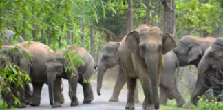 കാട്ടാനയുടെ സാന്നിധ്യം മനസിലാക്കാന് ആവോലിക്കുഴിയില് ഡ്രോണ് നിരീക്ഷണം നടത്തി വനം വകുപ്പ്