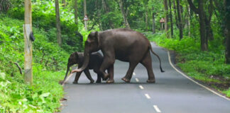 തണ്ണിത്തോട് റോഡില് യാത്രക്കാര്ക്ക് കൗതുകമായി കാട്ടാനയും കുട്ടിയും