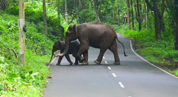 തണ്ണിത്തോട് റോഡില് യാത്രക്കാര്ക്ക് കൗതുകമായി കാട്ടാനയും കുട്ടിയും തണ്ണിത്തോട് റോഡില് യാത്രക്കാര്ക്ക് കൗതുകമായി കാട്ടാനയും കുട്ടിയും