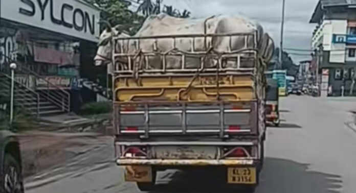 അറവ് ശാലയിലേക്ക് കൊണ്ടുപോകുന്ന മൃഗങ്ങളോട് ക്രൂരത ; കണ്ണടച്ച് പത്തനംതിട്ടയിലെ ഉദ്യോഗസ്ഥര് അറവ് ശാലയിലേക്ക് കൊണ്ടുപോകുന്ന മൃഗങ്ങളോട് ക്രൂരത ; കണ്ണടച്ച് പത്തനംതിട്ടയിലെ ഉദ്യോഗസ്ഥര്