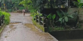 അപകടം പതിയിരിക്കുന്ന ചിറ്റാര് ഫാക്ടറിപ്പടി ചപ്പാത്ത് പാലം : കൈവരി ഇല്ലാതായിട്ട് വര്ഷങ്ങള് കഴിഞ്ഞു – കോന്നി എം.എല്.എ യുടെ വാഗ്ദാനം ജലരേഖയായി