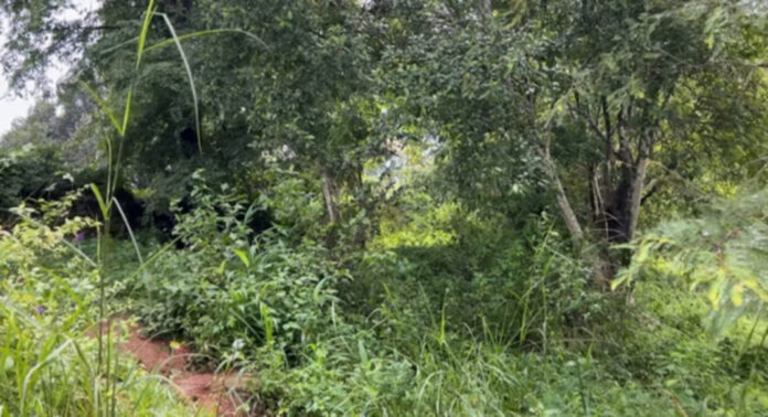 ചിറ്റാര് ഗവണ്മെന്റ് ഹയര് സെക്കന്ഡറി സ്കൂള് പരിസരം കാടുകയറി ; ഇഴജന്തുക്കളുടെ ഭീതിയില് വിദ്യാര്ഥികളും അധ്യാപകരും ചിറ്റാര് ഗവണ്മെന്റ് ഹയര് സെക്കന്ഡറി സ്കൂള് പരിസരം കാടുകയറി ; ഇഴജന്തുക്കളുടെ ഭീതിയില് വിദ്യാര്ഥികളും അധ്യാപകരും