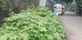പത്തനംതിട്ട ജനറല് ആശുപത്രി പരിസരം കാടുകയറുന്നു; വൃത്തിയാക്കാന് നടപടിയില്ല