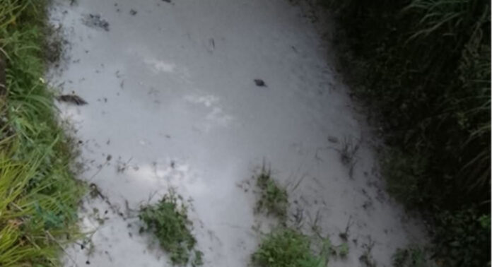 വാഴക്കുന്നം ജംഗ്ഷനിലെ കനാലില് വീണ്ടും കക്കൂസ് മാലിന്യം തള്ളി വാഴക്കുന്നം ജംഗ്ഷനിലെ കനാലില് വീണ്ടും കക്കൂസ് മാലിന്യം തള്ളി