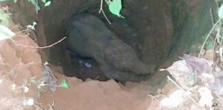 തണ്ണിത്തോട് മേക്കണ്ണത്ത് ഉപയോഗ ശൂന്യമായ കിണറ്റില് കാട്ടാനക്കുട്ടി വീണു