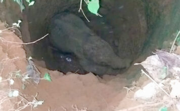 തണ്ണിത്തോട് മേക്കണ്ണത്ത് ഉപയോഗ ശൂന്യമായ കിണറ്റില് കാട്ടാനക്കുട്ടി വീണു