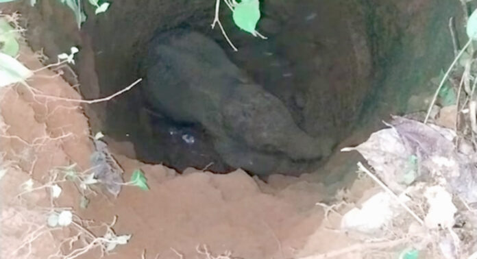 തണ്ണിത്തോട് മേക്കണ്ണത്ത് ഉപയോഗ ശൂന്യമായ കിണറ്റില് കാട്ടാനക്കുട്ടി വീണു തണ്ണിത്തോട് മേക്കണ്ണത്ത് ഉപയോഗ ശൂന്യമായ കിണറ്റില് കാട്ടാനക്കുട്ടി വീണു