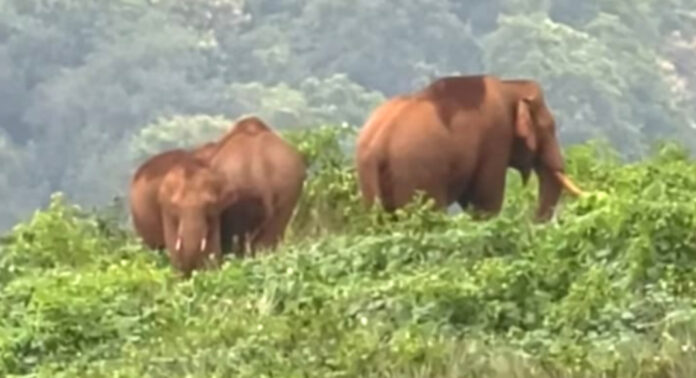 ളാഹ ചെമ്പങ്കരയില് ജനവാസമേഖലയില് പട്ടാപ്പകല് കാട്ടാനക്കൂട്ടമിറങ്ങി ളാഹ ചെമ്പങ്കരയില് ജനവാസമേഖലയില് പട്ടാപ്പകല് കാട്ടാനക്കൂട്ടമിറങ്ങി