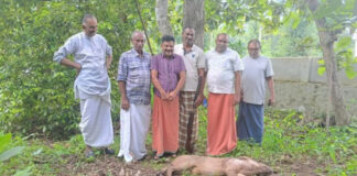 വീട്ടിൽ കയറി ആക്രമണം നടത്തിയ കാട്ടുപന്നിയെ വെടിവെച്ചുകൊന്നു