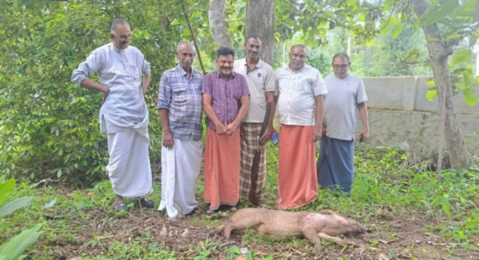 വീട്ടിൽ കയറി ആക്രമണം നടത്തിയ കാട്ടുപന്നിയെ വെടിവെച്ചുകൊന്നു വീട്ടിൽ കയറി ആക്രമണം നടത്തിയ കാട്ടുപന്നിയെ വെടിവെച്ചുകൊന്നു