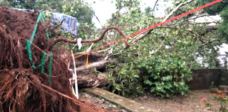 കൂടല് വൊക്കേഷണല് ഹയര് സെക്കണ്ടറി സ്കൂള് പരിസരത്തെ ആല്മരം കടപുഴകി വീണു
