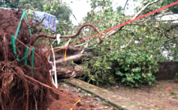 കൂടല് വൊക്കേഷണല് ഹയര് സെക്കണ്ടറി സ്കൂള് പരിസരത്തെ ആല്മരം കടപുഴകി വീണു