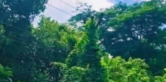 കോഴഞ്ചേരിയില് വൈദ്യുതി ലൈനില് കോവക്ക കൃഷി – റാന്നിയില് പടലും പയറും : മന്ത്രി അറിയാതെ കൃഷിയിറക്കി കെ.എസ്.ഇ.ബി
