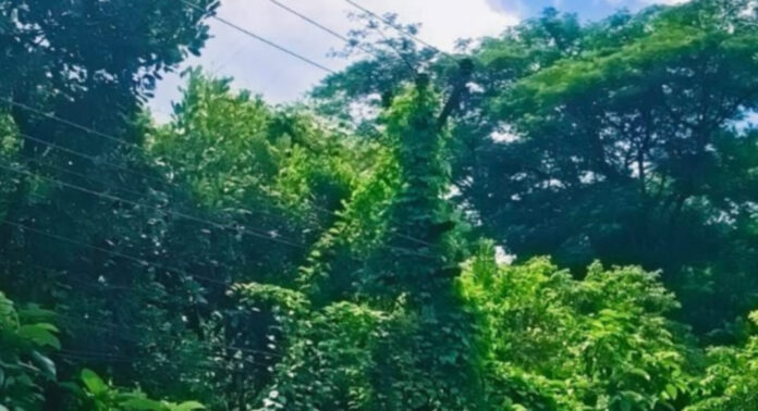 കോഴഞ്ചേരിയില് വൈദ്യുതി ലൈനില് കോവക്ക കൃഷി – റാന്നിയില് പടലും പയറും : മന്ത്രി അറിയാതെ കൃഷിയിറക്കി കെ.എസ്.ഇ.ബി കോഴഞ്ചേരിയില് വൈദ്യുതി ലൈനില് കോവക്ക കൃഷി – റാന്നിയില് പടലും പയറും : മന്ത്രി അറിയാതെ കൃഷിയിറക്കി കെ.എസ്.ഇ.ബി