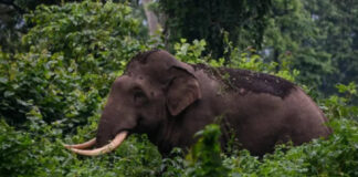 കുളത്തുമണ്ണിലെ ജനവാസ മേഖലയില് കാട്ടാന ; സ്ഥലത്തെത്തിയ വനം വകുപ്പ് ഉദ്യോഗസ്ഥരും നാട്ടുകാരും തമ്മില് തര്ക്കം