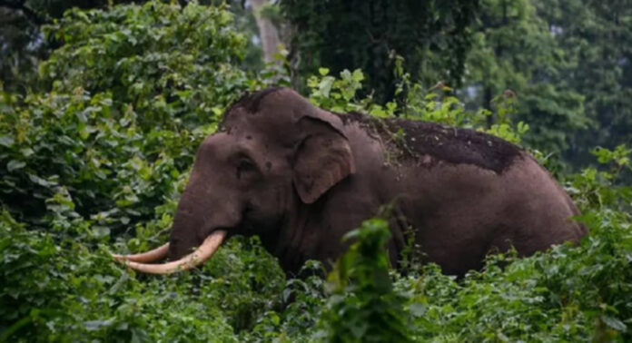 കുളത്തുമണ്ണിലെ ജനവാസ മേഖലയില് കാട്ടാന ; സ്ഥലത്തെത്തിയ വനം വകുപ്പ് ഉദ്യോഗസ്ഥരും നാട്ടുകാരും തമ്മില് തര്ക്കം കുളത്തുമണ്ണിലെ ജനവാസ മേഖലയില് കാട്ടാന ; സ്ഥലത്തെത്തിയ വനം വകുപ്പ് ഉദ്യോഗസ്ഥരും നാട്ടുകാരും തമ്മില് തര്ക്കം