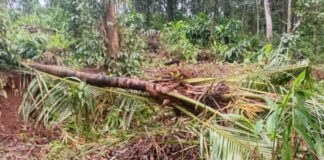 വന്യമൃഗ ശല്യത്തില് പൊറുതിമുട്ടി മണ്ണീറയിലെ ജനങ്ങള് ; വനംവകുപ്പിനെതിരെ ജനരോഷം ശക്തമാകുന്നു
