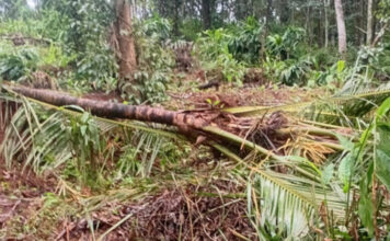 വന്യമൃഗ ശല്യത്തില് പൊറുതിമുട്ടി മണ്ണീറയിലെ ജനങ്ങള് ; വനംവകുപ്പിനെതിരെ ജനരോഷം ശക്തമാകുന്നു