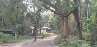 വടശ്ശേരിക്കര – ചിറ്റാര് റോഡില് അപകട ഭീഷണിയായി മരങ്ങള്