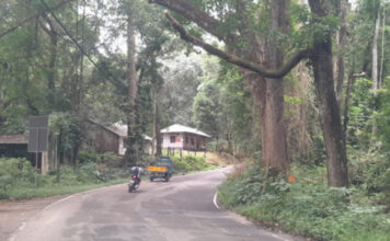 വടശ്ശേരിക്കര – ചിറ്റാര് റോഡില് അപകട ഭീഷണിയായി മരങ്ങള്