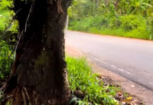 സ്കൂള് തുറന്നിട്ടും മഴയെത്തിയിട്ടും ജില്ലയിലെ അപകടകരമായ മരങ്ങള് മുറിക്കാന് നടപടിയില്ല