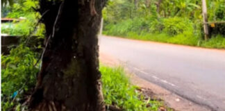 സ്കൂള് തുറന്നിട്ടും മഴയെത്തിയിട്ടും ജില്ലയിലെ അപകടകരമായ മരങ്ങള് മുറിക്കാന് നടപടിയില്ല