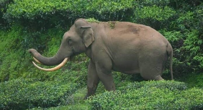 മൂന്നാറിൽ വീണ്ടും ആക്രമണവുമായി കാട്ടാന പടയപ്പ മൂന്നാറിൽ വീണ്ടും ആക്രമണവുമായി കാട്ടാന പടയപ്പ