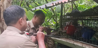 കോന്നിയില് കോഴിക്കൂട്ടില് കയറിയ പെരുമ്പാമ്പിനെ പിടികൂടി