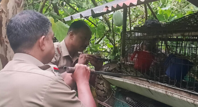 കോന്നിയില് കോഴിക്കൂട്ടില് കയറിയ പെരുമ്പാമ്പിനെ പിടികൂടി കോന്നിയില് കോഴിക്കൂട്ടില് കയറിയ പെരുമ്പാമ്പിനെ പിടികൂടി