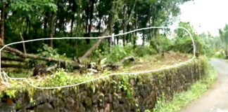 മല്ലപ്പള്ളിയില് ടാപ്പിംഗ് നടത്തി വന്നിരുന്ന 20 റബ്ബർ മരങ്ങൾ കെ.എസ്.ഇ.ബി വെട്ടിമാറ്റി ; പരാതി കീഴ്വായ്പ്പൂർ പോലീസ് മുക്കി