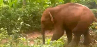 അഞ്ച് മണിക്കൂര് നീണ്ട രക്ഷാപ്രവര്ത്തനത്തിന് ഒടുവില് തണ്ണിത്തോട് മേക്കണ്ണത്ത് കിണറ്റില് വീണ കാട്ടാനക്കുട്ടിയെ കരയ്ക്ക് കയറ്റി