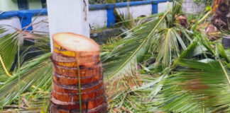 കെ.എസ്.ഇ.ബി യുടെ ടച്ചിംഗ് വെട്ട് ….അമ്പോ ഭയങ്കരം … കടന്നുപോയി : കവിയൂരില് വീട്ടുവളപ്പില് നിന്ന ഏഴ് തെങ്ങുകള് ചുവടോടെ വെട്ടിമാറ്റി