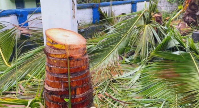 കെ.എസ്.ഇ.ബി യുടെ ടച്ചിംഗ് വെട്ട് ….അമ്പോ ഭയങ്കരം … കടന്നുപോയി : കവിയൂരില് വീട്ടുവളപ്പില് നിന്ന ഏഴ് തെങ്ങുകള് ചുവടോടെ വെട്ടിമാറ്റി കെ.എസ്.ഇ.ബി യുടെ ടച്ചിംഗ് വെട്ട് ….അമ്പോ ഭയങ്കരം … കടന്നുപോയി : കവിയൂരില് വീട്ടുവളപ്പില് നിന്ന ഏഴ് തെങ്ങുകള് ചുവടോടെ വെട്ടിമാറ്റി