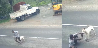 പീരുമേട് തെരുവ് നായ ശല്യം രൂക്ഷം : ഞായർ തിങ്കൾ ദിവസങ്ങളിലായി കടിയേറ്റത് 14 പേര്ക്ക്